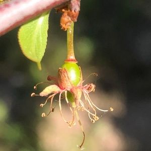 Meet your Posher, Mira